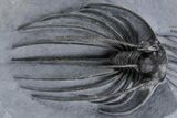 Double Heliopeltis Trilobite Specimen - Very Rare, Spiny Species #359155-3
